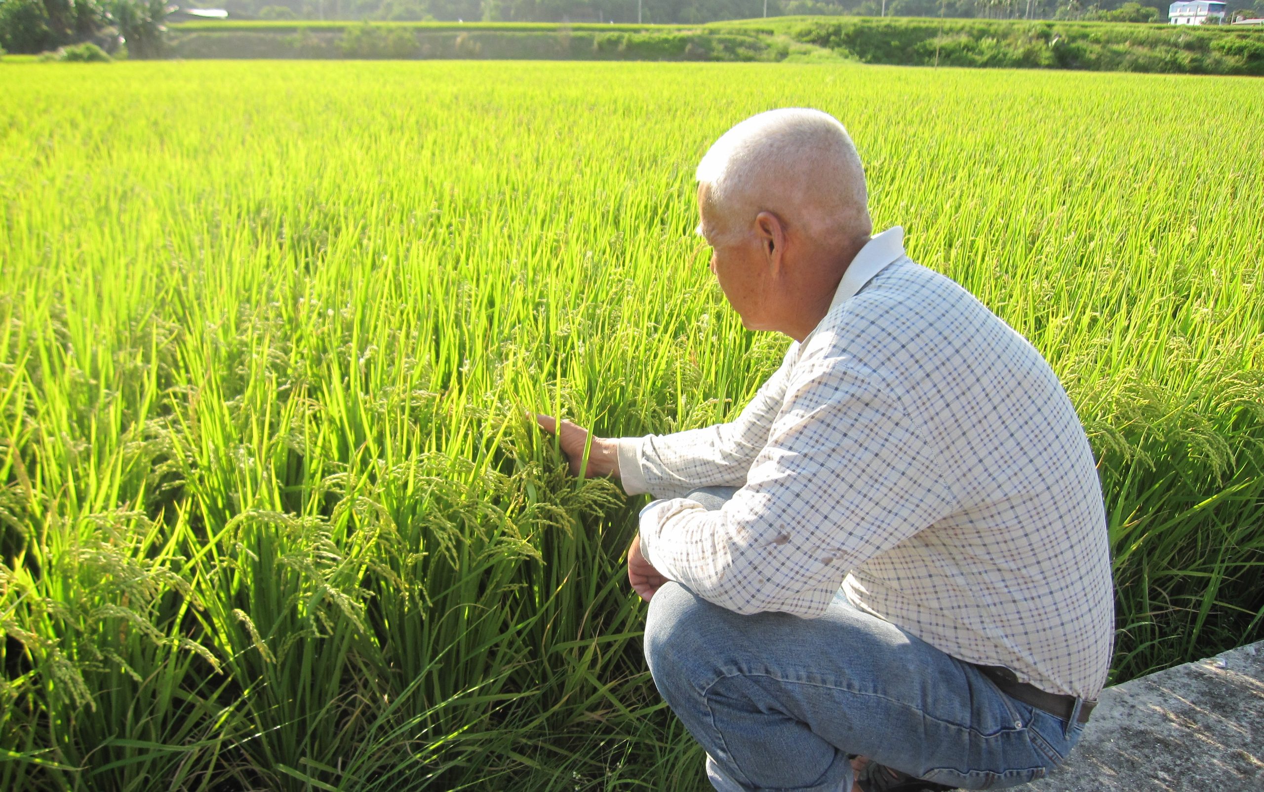 Read more about the article 2025稻田認養活動計畫開跑